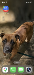 Lost Male Dog last seen Meat mat, Fort Pierce, FL 34945