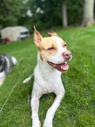Lost Female Dog last seen Near barker road, new Milford, CT, New Milford, CT 06776