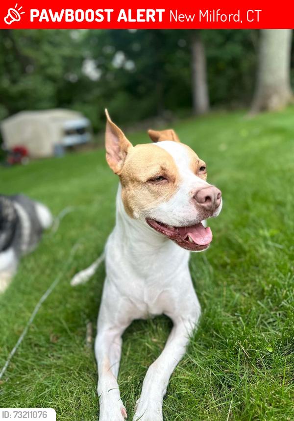 Lost Female Dog last seen Near barker road, new Milford, CT, New Milford, CT 06776