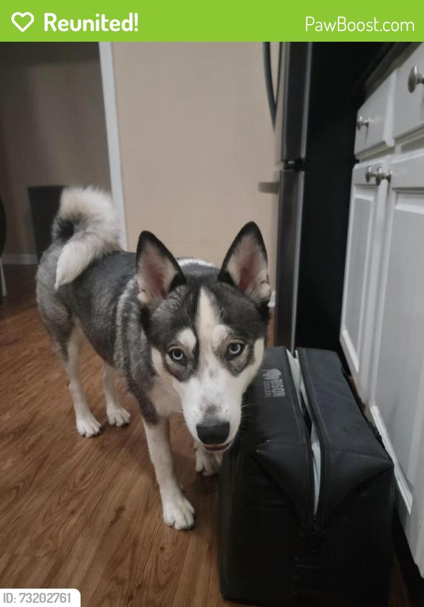 Reunited Female Dog last seen South Flores, San Antonio, TX 78221