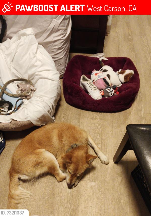 Lost Female Dog last seen Sepulvida Vermont, West Carson, CA 90710