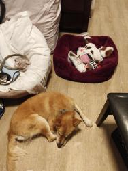 Lost Female Dog last seen Sepulvida Vermont, West Carson, CA 90710
