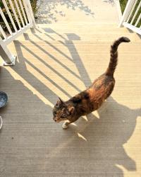 Found/Stray Female Cat last seen Near ave, Stillwater, Edmonton, AB T6M 3E1