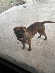 Lost Male Dog last seen Clubhill and glenview, San Antonio, TX 78228