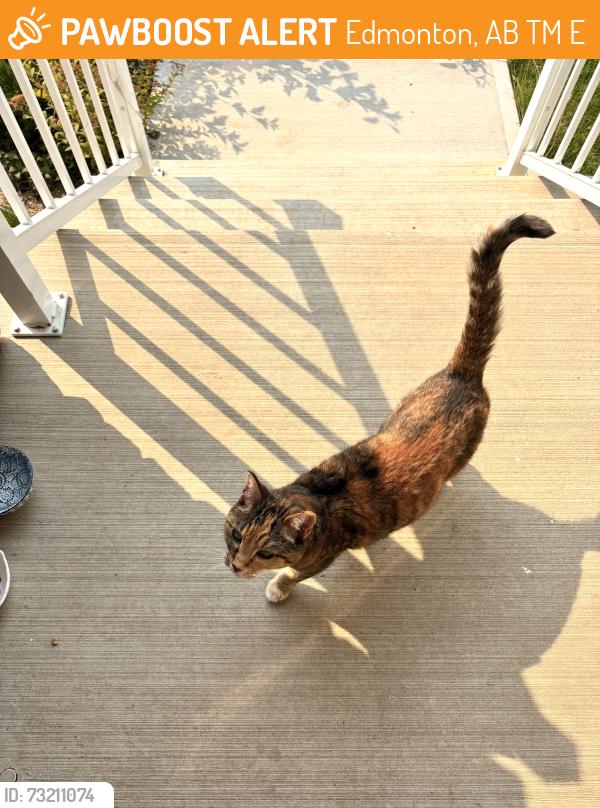 Found/Stray Female Cat last seen Near ave, Stillwater, Edmonton, AB T6M 3E1