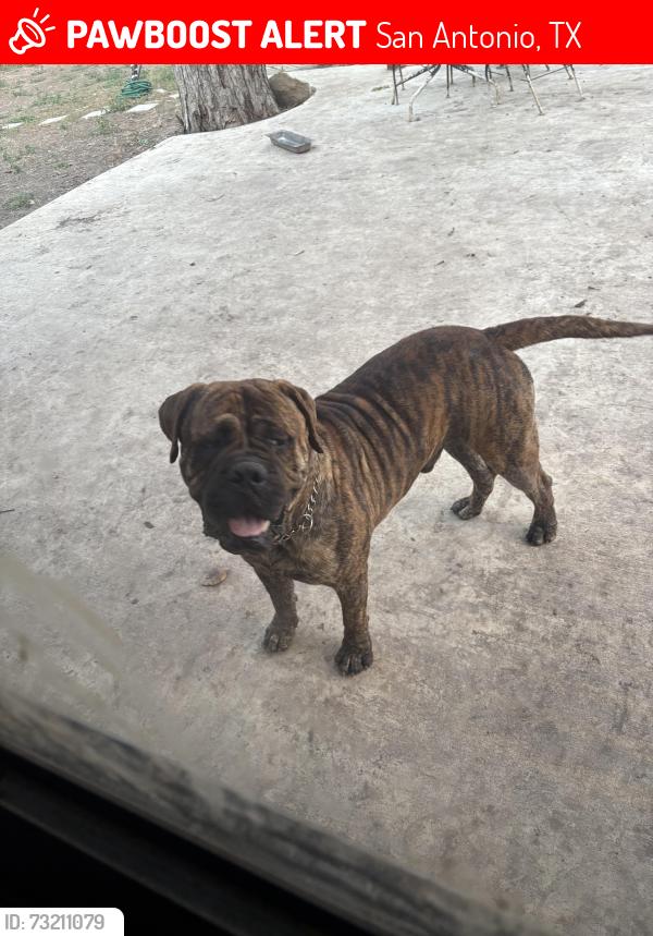 Lost Male Dog last seen Clubhill and glenview, San Antonio, TX 78228