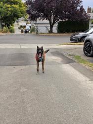 Reunited Male Dog last seen Alder and S 12th, Tacoma, WA 98405