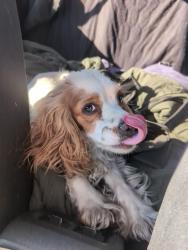 Reunited Unknown Dog last seen Balzar and Jeanne, Las Vegas, NV 89108
