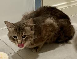 Found/Stray Unknown Cat last seen Los Feliz, Los Angeles, CA 90027