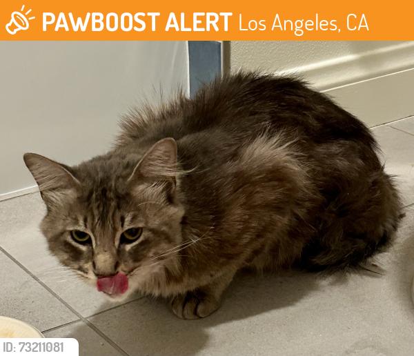 Found/Stray Unknown Cat last seen Los Feliz, Los Angeles, CA 90027
