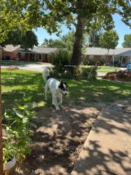 Found/Stray Male Dog last seen Mimosa Dr & Stubbeman, Norman, OK 73069