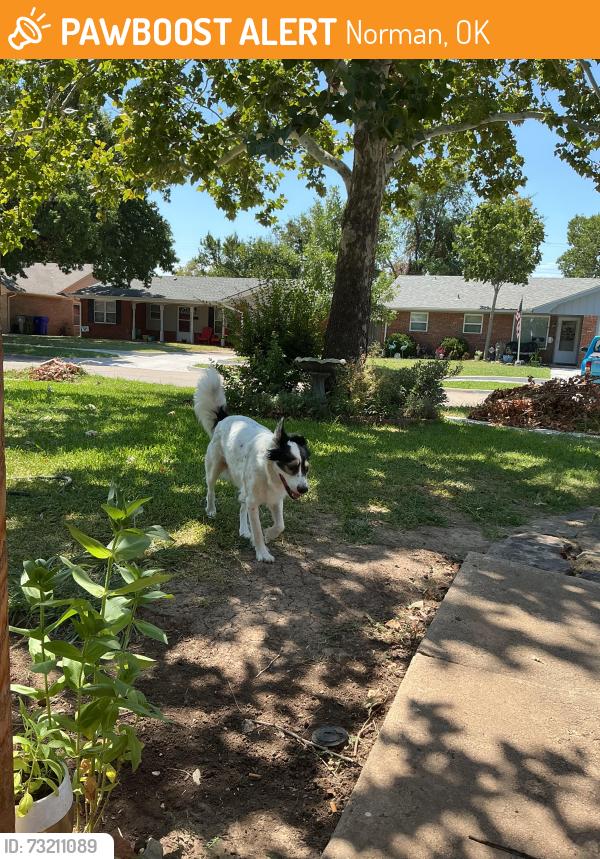 Found/Stray Male Dog last seen Mimosa Dr & Stubbeman, Norman, OK 73069