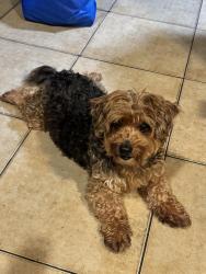 Lost Male Dog last seen Near poly high school, Long Beach, CA 90813