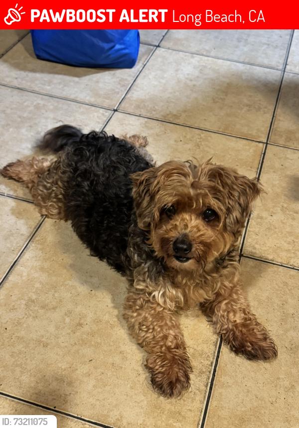 Lost Male Dog last seen Near poly high school, Long Beach, CA 90813