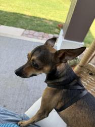 Reunited Male Dog last seen Sawyer Valley, San Antonio, TX 78254