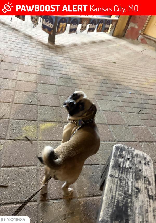 Lost Male Dog last seen Lexington ave and smart, Kansas City, MO 64123