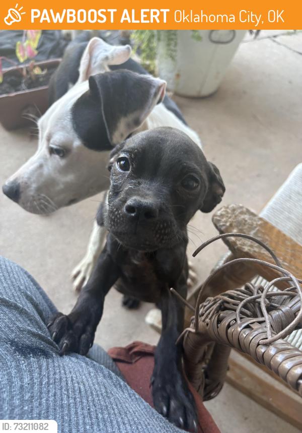 Found/Stray Unknown Dog last seen The Church of Jesus Christ of Latter-day Saints, Oklahoma City, OK 73132