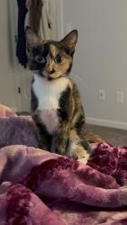 Lost Female Cat last seen Peachtree Industrial Blvd, Duluth, GA, USA, Duluth, GA 30096