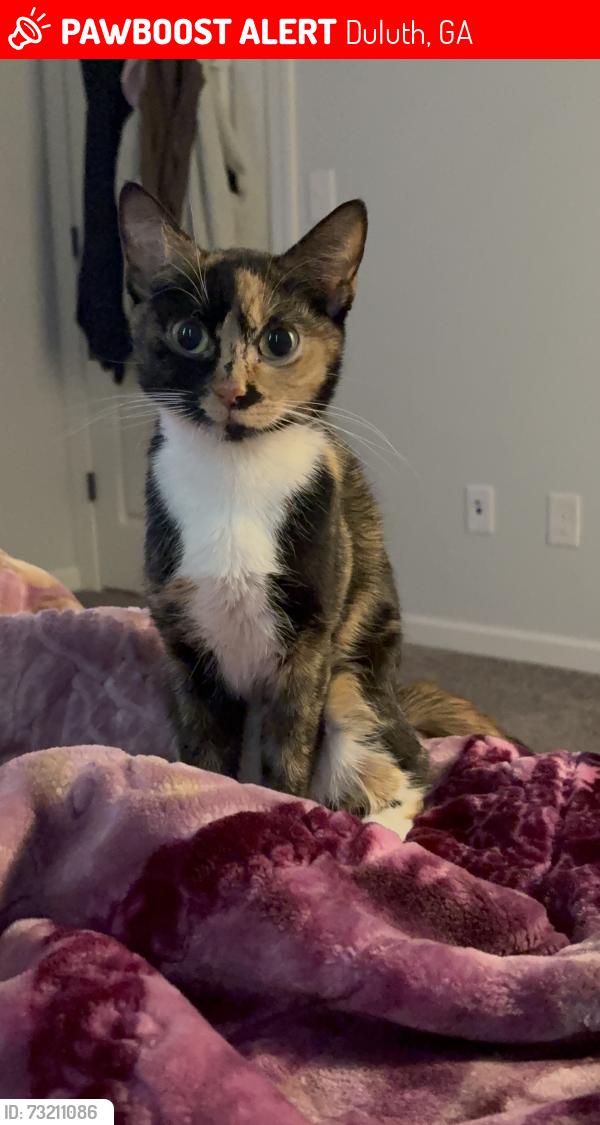 Lost Female Cat last seen Peachtree Industrial Blvd, Duluth, GA, USA, Duluth, GA 30096