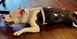 Reunited Female Dog last seen Mellon St at Bryant St., Pittsburgh, PA 15206