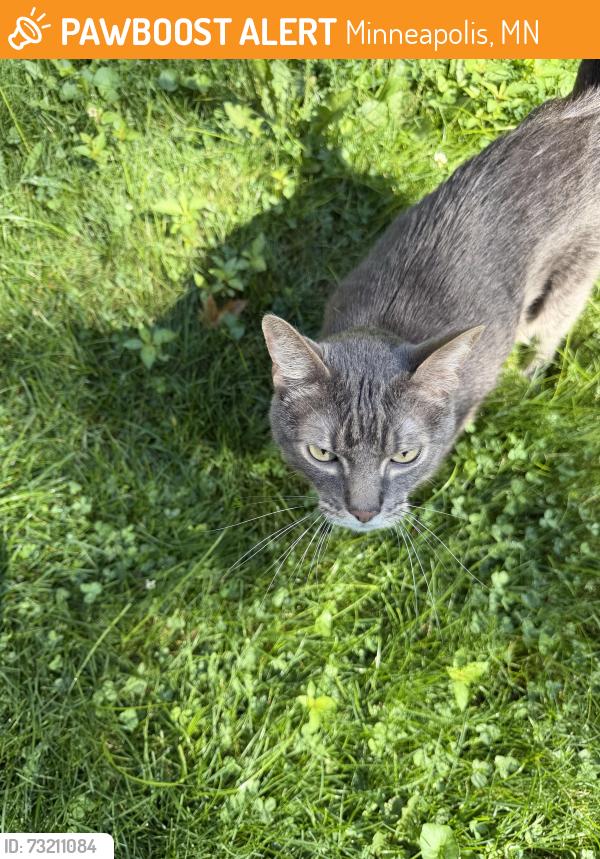 Found/Stray Male Cat last seen 44th and nawadaha, Minneapolis, MN 55406