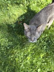 Found/Stray Male Cat last seen 44th and nawadaha, Minneapolis, MN 55406