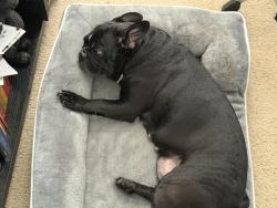 Reunited Female Dog last seen Taylor road, DeLand, FL 32724