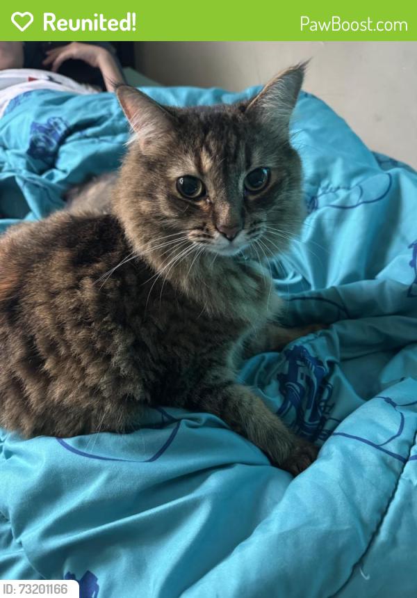 Reunited Female Cat last seen Cross lane and lake Steilacoom, Lakewood, WA 98498