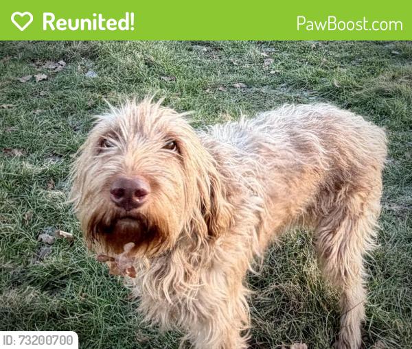 Reunited Female Dog last seen Red Lane and Green Street, Green Street, England RH13 8PG