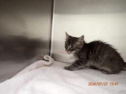 Shelter Stray Male Cat last seen ST PETERS, 4850 Mid Rivers Mall Dr, St Peters, MO 63376, USA