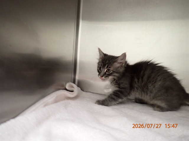 Shelter Stray Male Cat last seen ST PETERS, 4850 Mid Rivers Mall Dr, St Peters, MO 63376, USA