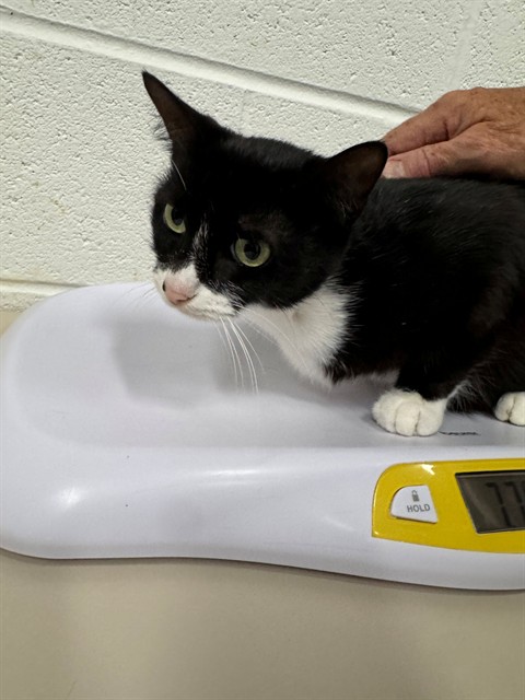 Shelter Stray Female Cat last seen WENTZVILLE, 4850 Mid Rivers Mall Dr, St Peters, MO 63376, USA