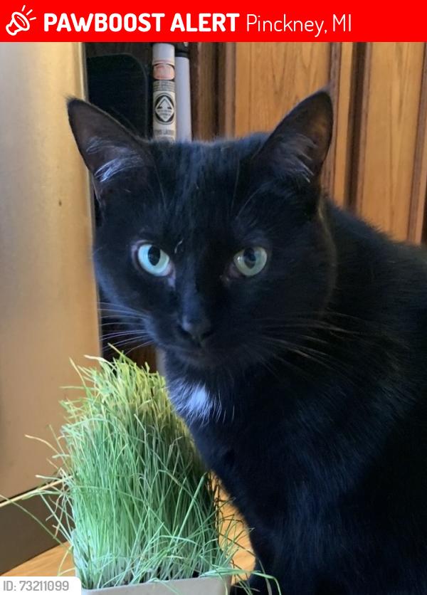 Lost Female Cat last seen Cordley Lake Rd, Pinckney, MI 48169