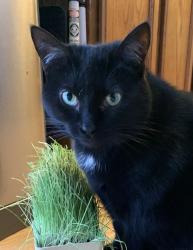 Lost Female Cat last seen Cordley Lake Rd, Pinckney, MI 48169