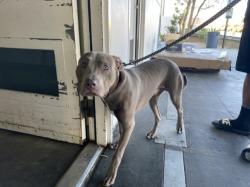 Shelter Stray Male Dog last seen , 1850 W 60th St, Los Angeles, CA 90047, USA