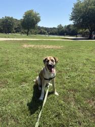 Shelter Stray Male Dog last seen CHARLOTTE, 8315 Byrum Dr, Charlotte, NC 28217, USA