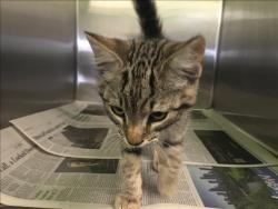 Shelter Stray Female Cat last seen , 1850 W 60th St, Los Angeles, CA 90047, USA