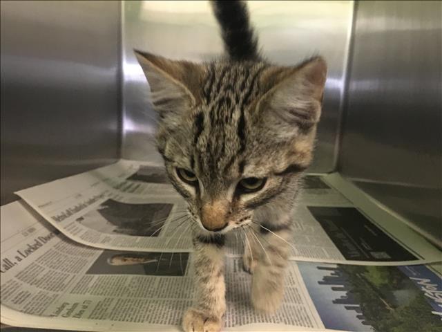 Shelter Stray Female Cat last seen , 1850 W 60th St, Los Angeles, CA 90047, USA