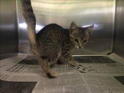 Shelter Stray Female Cat last seen , 1850 W 60th St, Los Angeles, CA 90047, USA