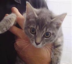 Shelter Stray Female Cat last seen CHARLOTTE, 8315 Byrum Dr, Charlotte, NC 28217, USA