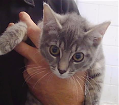 Shelter Stray Female Cat last seen CHARLOTTE, 8315 Byrum Dr, Charlotte, NC 28217, USA