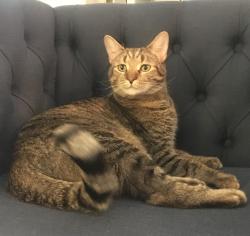 Lost Male Cat last seen Fallon parkway and Jacobs ladder, St. Peters, MO 63376