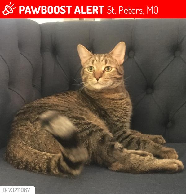 Lost Male Cat last seen Fallon parkway and Jacobs ladder, St. Peters, MO 63376