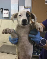 Shelter Stray Male Dog last seen LIMONITE & ETIWANDA, JURUPA VALLEY, 92752, 6851 Van Buren Boulevard, Jurupa Valley, CA 92509, USA