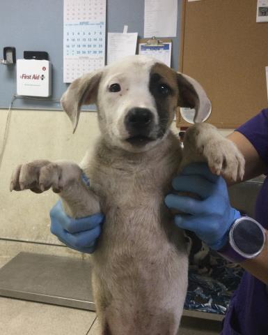Shelter Stray Male Dog last seen LIMONITE & ETIWANDA, JURUPA VALLEY, 92752, 6851 Van Buren Boulevard, Jurupa Valley, CA 92509, USA