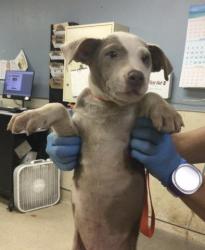 Shelter Stray Male Dog last seen LIMONITE & ETIWANDA, JURUPA VALLEY, 92752, 6851 Van Buren Boulevard, Jurupa Valley, CA 92509, USA