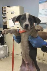 Shelter Stray Male Dog last seen LIMONITE & ETIWANDA, JURUPA VALLEY, 92752, 6851 Van Buren Boulevard, Jurupa Valley, CA 92509, USA