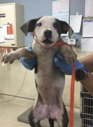 Shelter Stray Female Dog last seen LIMONITE & ETIWANDA, JURUPA VALLEY, 92752, 6851 Van Buren Boulevard, Jurupa Valley, CA 92509, USA