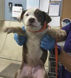 Shelter Stray Female Dog last seen LIMONITE & ETIWANDA, JURUPA VALLEY, 92752, 6851 Van Buren Boulevard, Jurupa Valley, CA 92509, USA