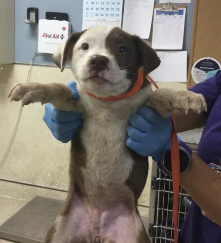 Shelter Stray Female Dog last seen LIMONITE & ETIWANDA, JURUPA VALLEY, 92752, 6851 Van Buren Boulevard, Jurupa Valley, CA 92509, USA